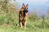 BERGER ALLEMAND 693